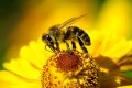 Bee Pollen