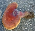 Reishi Mushroom Powder - Organic