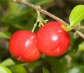 Acerola Extract 4:1  Powder - Organic